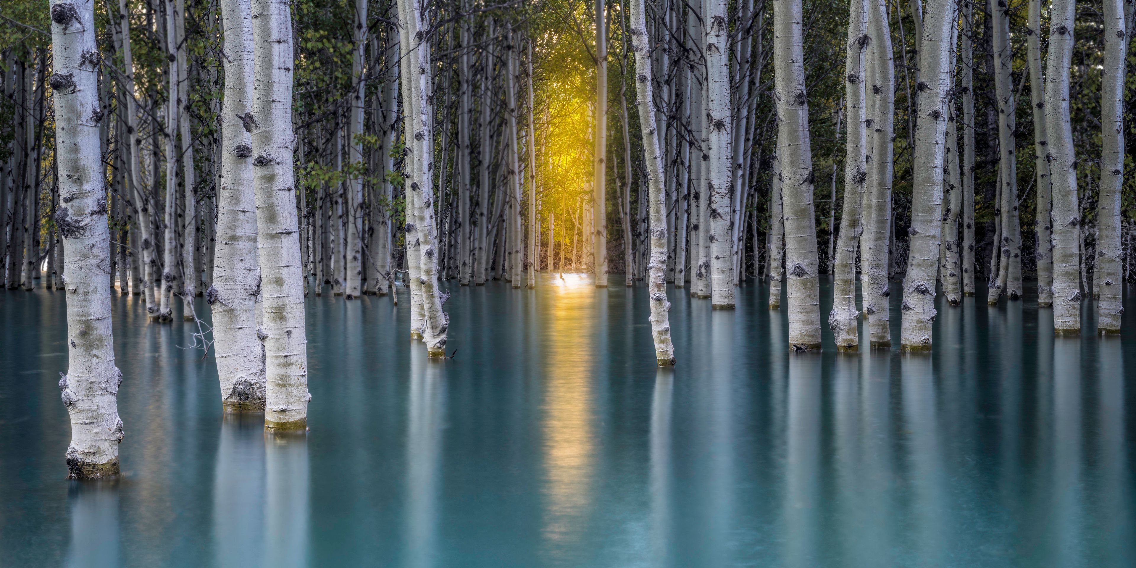Birch forest standing in still water at golden hour